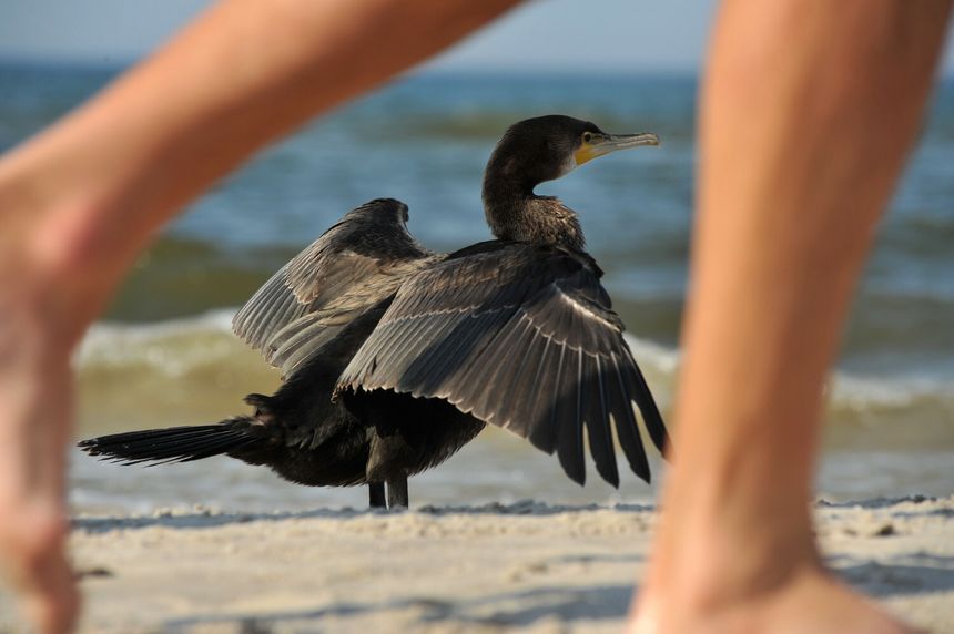 Kormoran Czarny