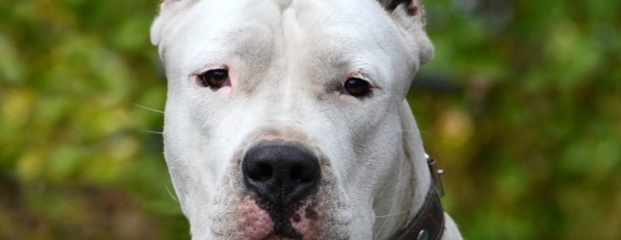 dog argentyński dogo argentino