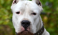 dog argentyński dogo argentino