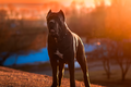 Cane corso to niebezpieczna rasa psów?