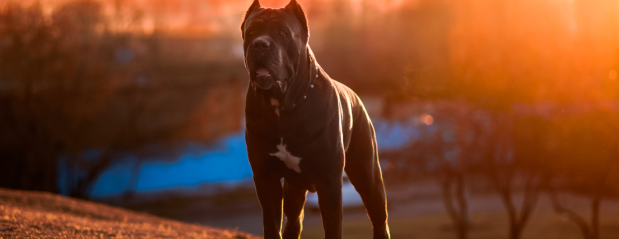 Cane corso to niebezpieczna rasa psów?