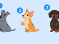 Psychotest: terier, pembroke west corgi, jamnik