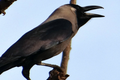 Wrona orientalna