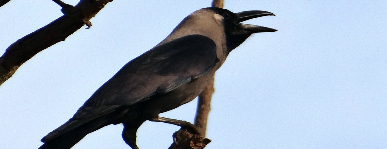 Wrona orientalna