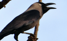 Wrona orientalna