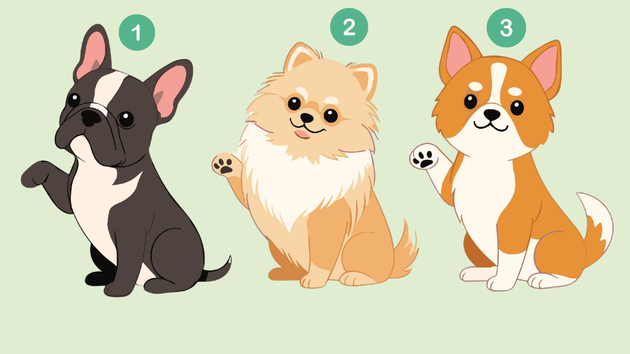 Psychotest: buldog francuski, pomeranian, corgi