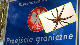 Pająk Nosferatu