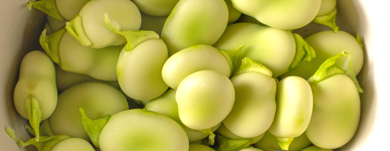 Bób