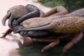 skorpion Praearcturus gigas, odkrycie nowego gatunku