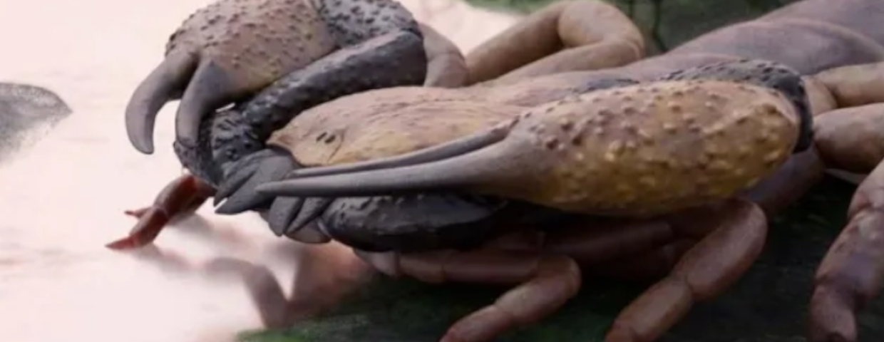 skorpion Praearcturus gigas, odkrycie nowego gatunku