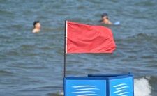 Parzące meduzy w Bałtyku