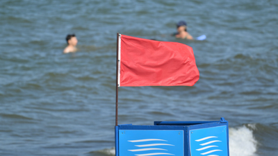 Parzące meduzy w Bałtyku