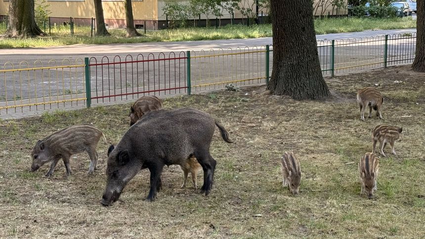 Dziki 