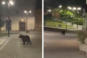 Niedźwiedź na ulicach Przemyśla