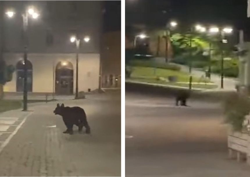 Niedźwiedź na ulicach Przemyśla