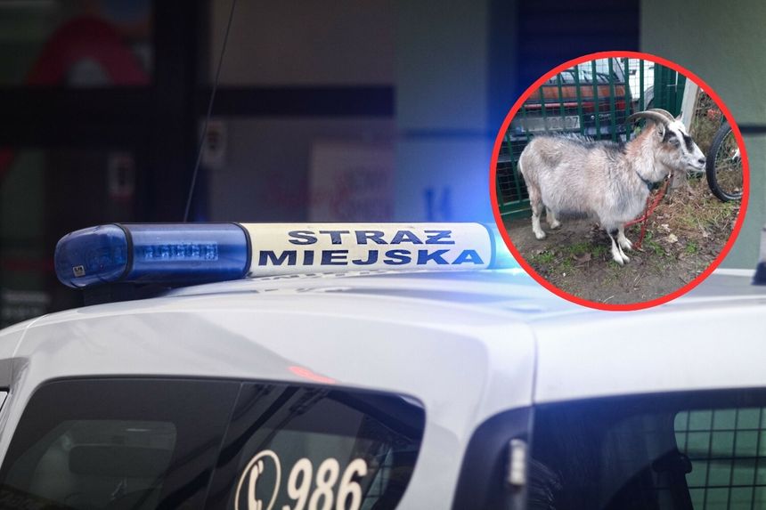 Koza biegała po ulicach Poznania