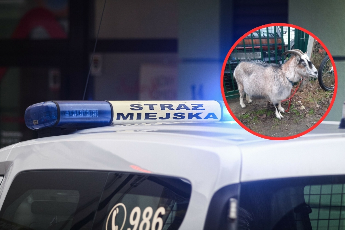 Najciekawsze interwencje strażników miejskich. „Koza urządziła sobie wycieczkę ulicą”