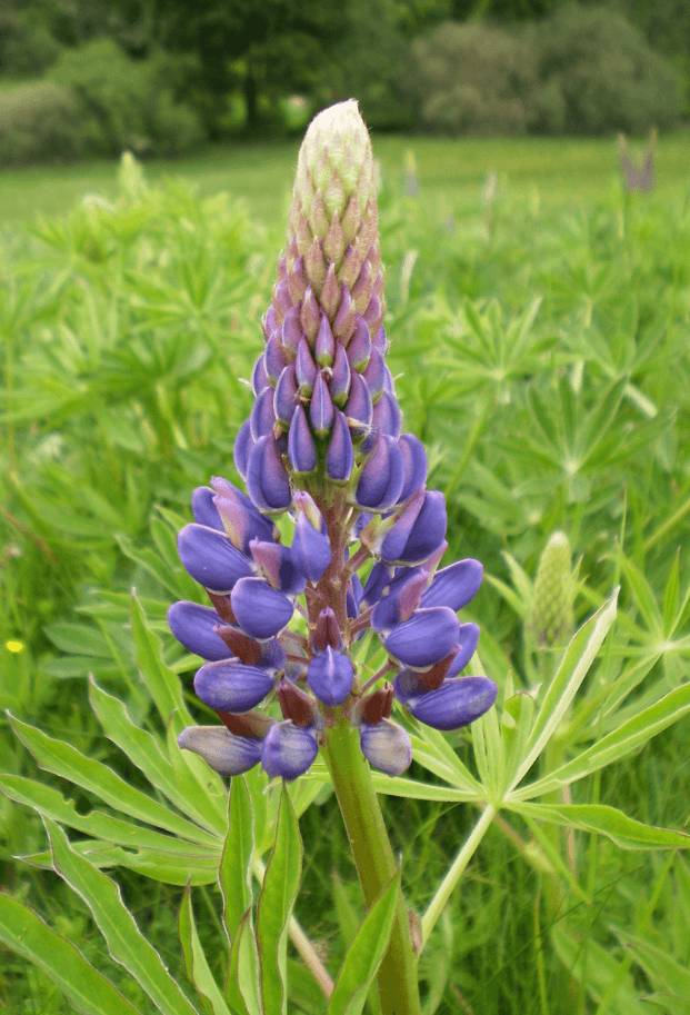 Jak wygląda łubin trwały Lupinus polyphyllus