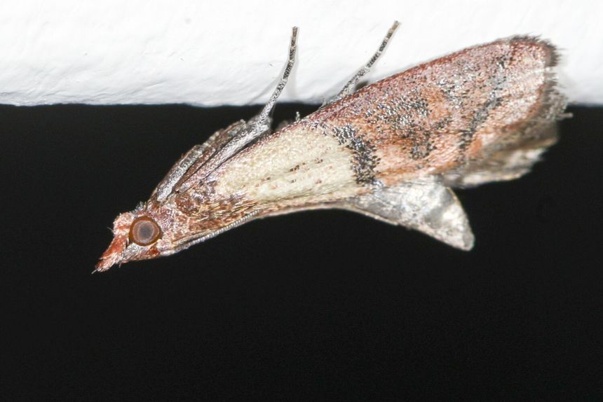 mole spożywcze Omacnica spichrzanka