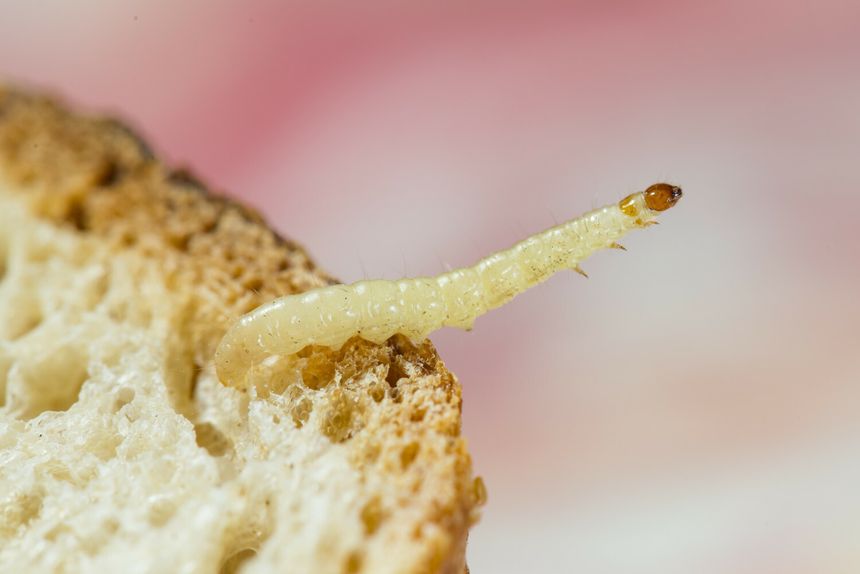 larwy moli spożywczych Plodia interpunctella
