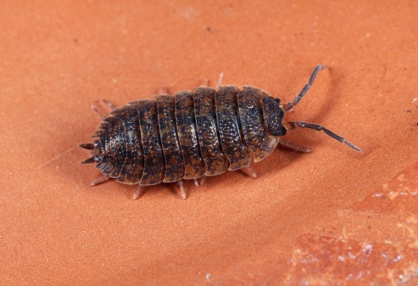 prosionek szary Porcellio scaber
