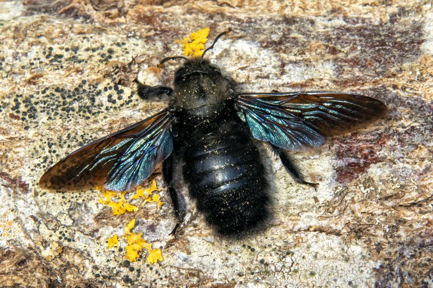 czarna pszczoła Xylocopa violacea