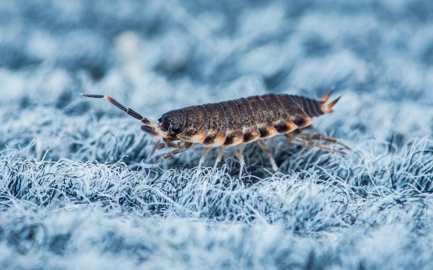 prosionek szary Porcellio scaber