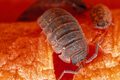 prosionki Porcellio scaber