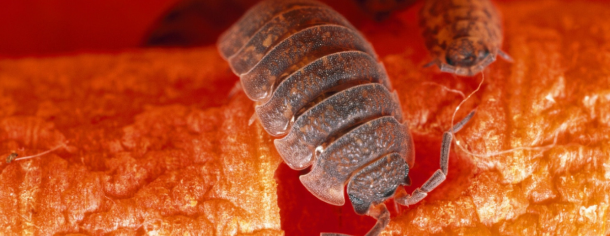 prosionki Porcellio scaber