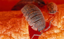 prosionki Porcellio scaber