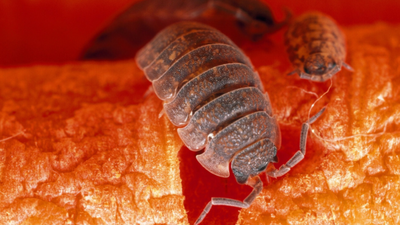 prosionki Porcellio scaber