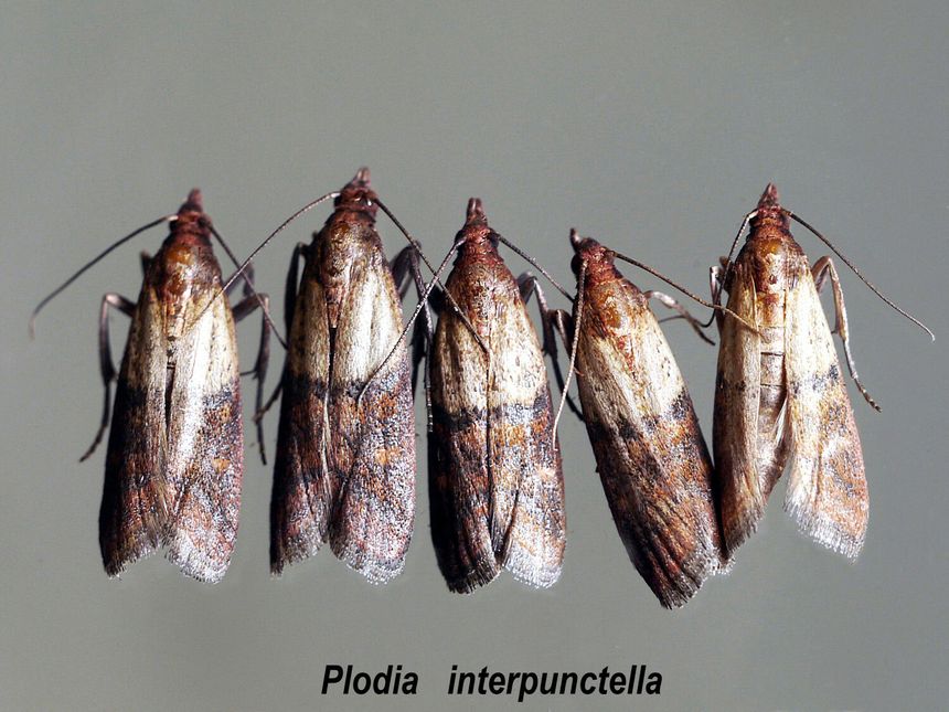 mole spożywcze omacnica spichrzanka (Plodia interpunctella)