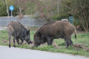 Dziki stanowią problem w polskich miastach