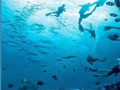 Ujęcie na dno oceanu