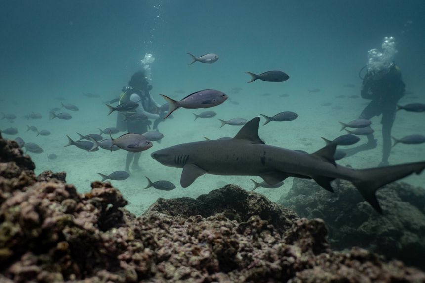 nurkowanie na Wyspach Galapagos i rekiny