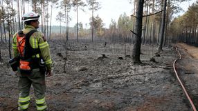 Pożar lasu pod Wołominem