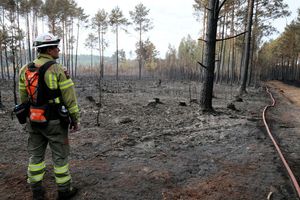 Pożar lasu pod Wołominem
