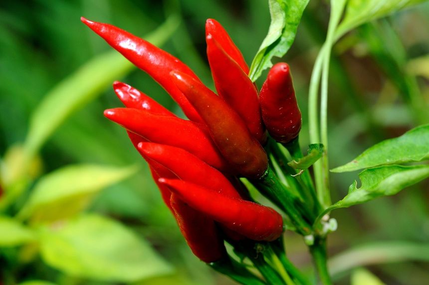 Chili