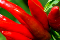 Papryka chili
