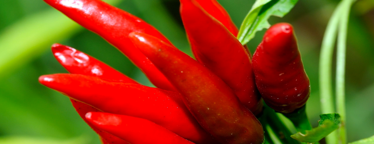 Papryka chili