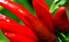 Papryka chili