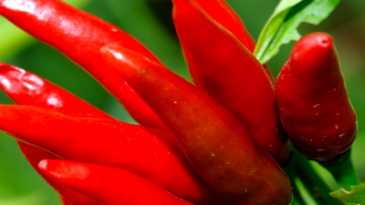 Papryka chili