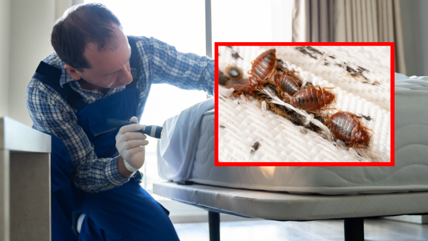 Pluskwy w hotelu. Sprawdź to miejsce w pokoju