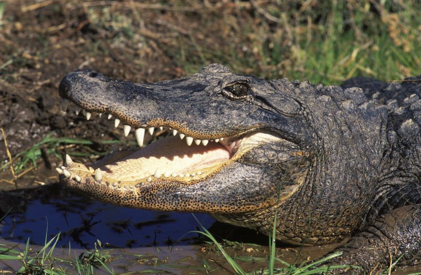 Aligator
