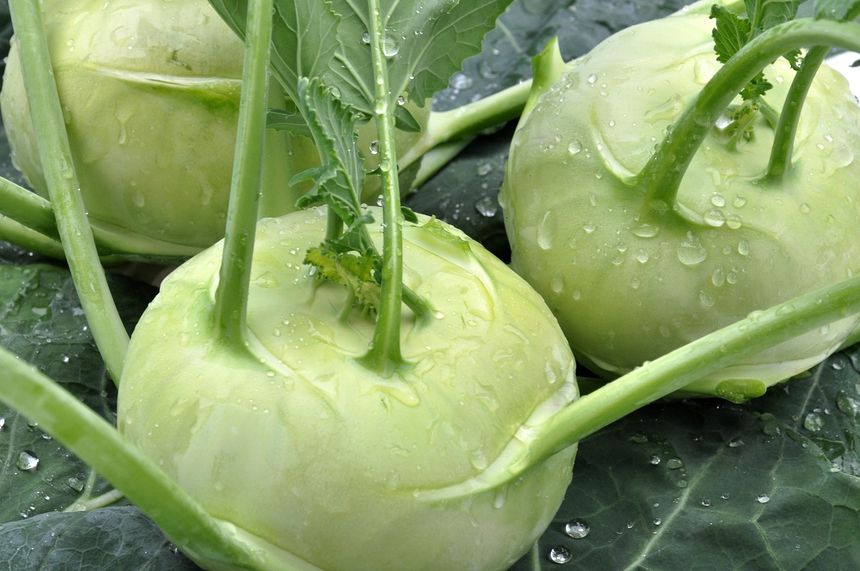 Kalarepa