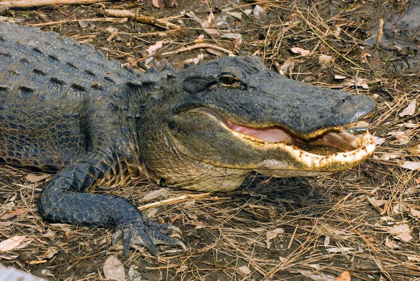 aligator Alligator mississippiensis