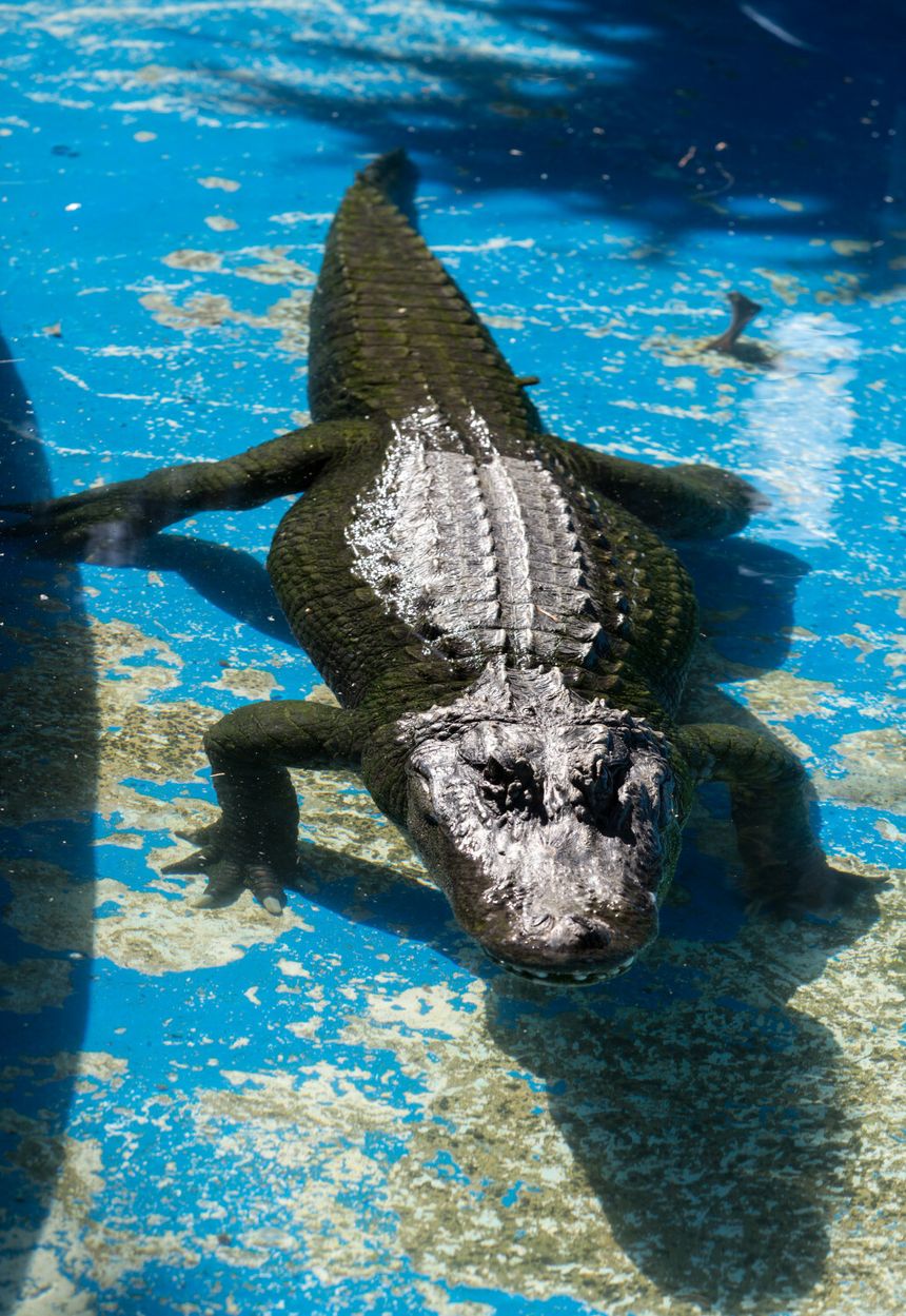 Aligator
