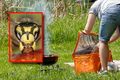 Ten zapach przyciąga osy na grillu