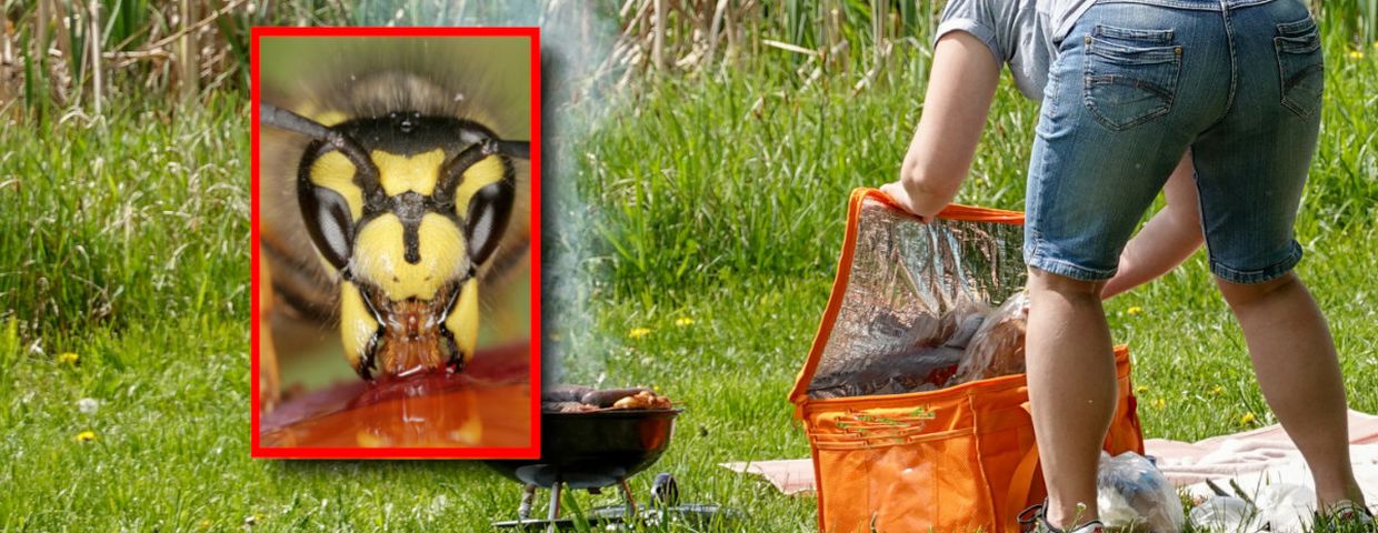 Ten zapach przyciąga osy na grillu