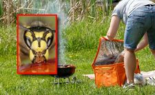 Ten zapach przyciąga osy na grillu